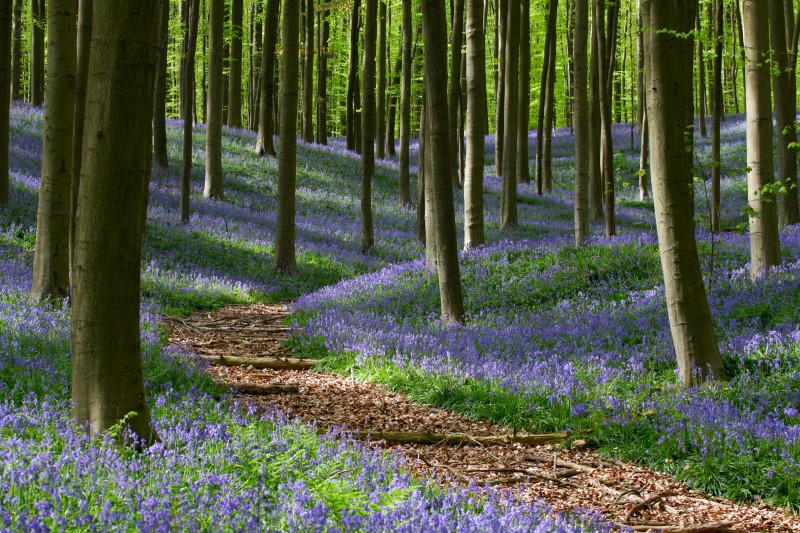 Breath Walks – Adem Wandeling Zennergi