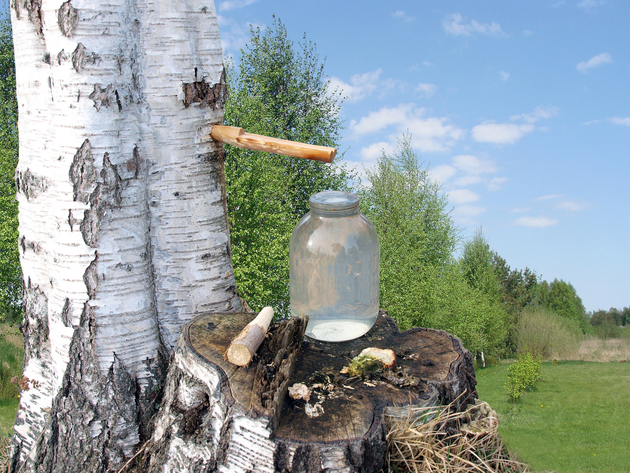 White Birch Tree Sap Healing Retreat in Mongolia - Zennergi