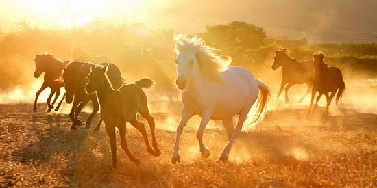 skyriaanse_paarden _in galop